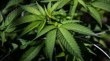 #Thailand becomes 1st Asian country to legalise #marijuana.