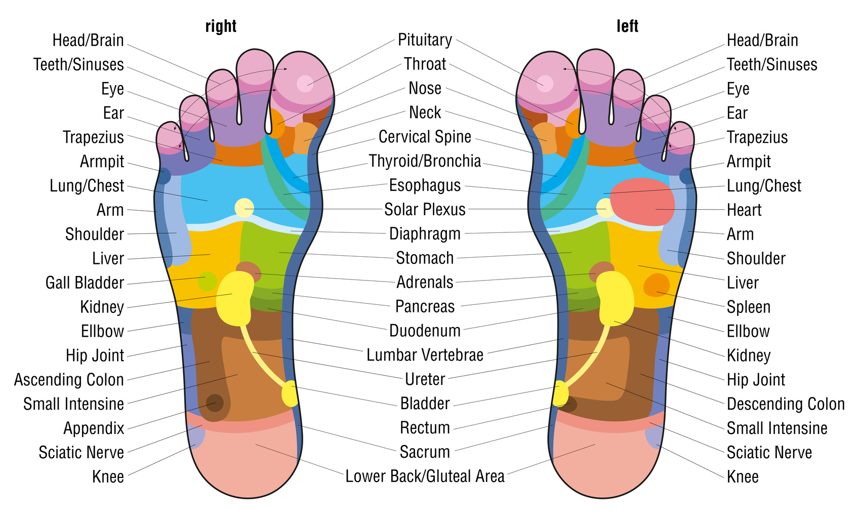 Foot Reflexology Chart @powerofpositivity 1 