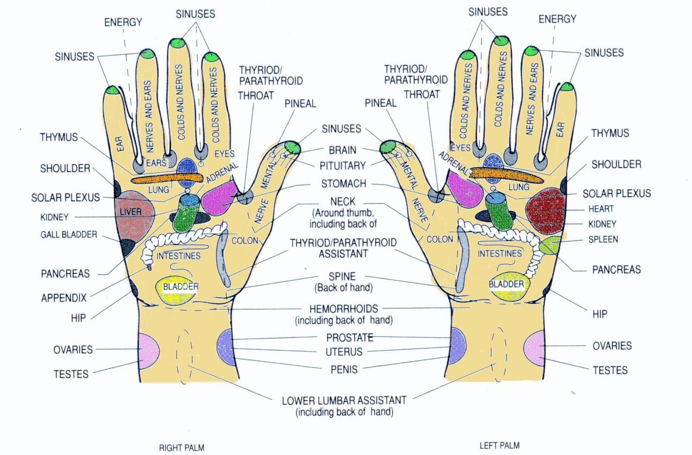 full body reflexology chart