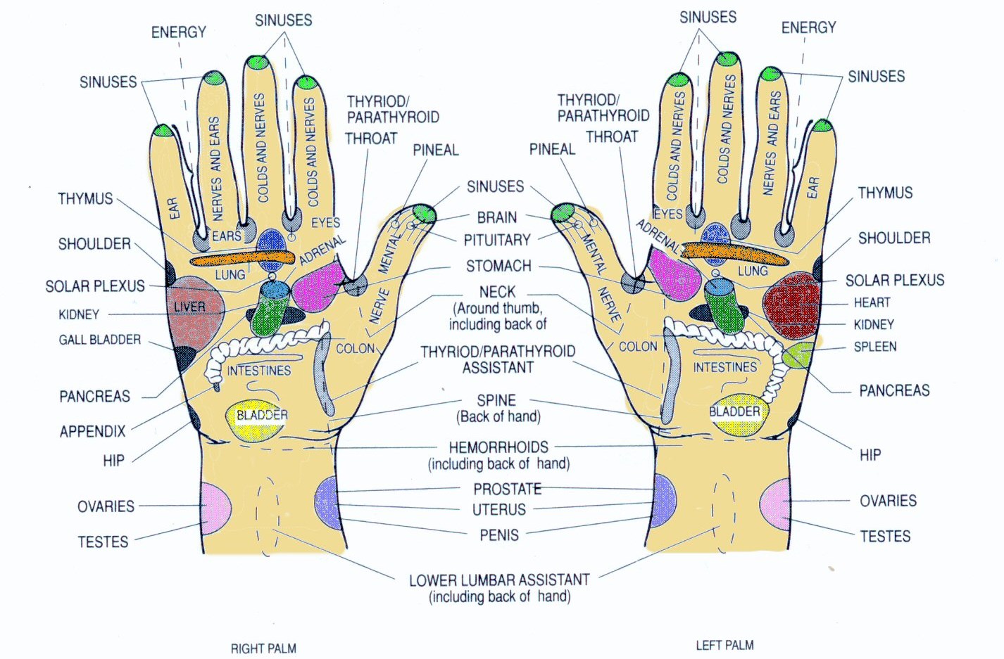 reflexology hand map chart
