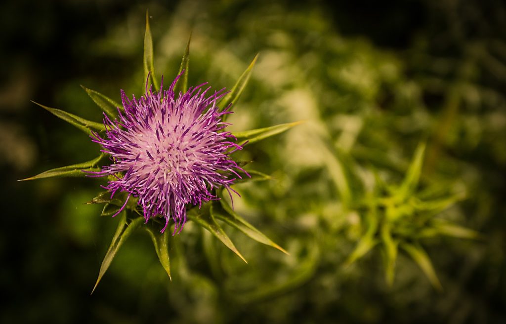 thistle natural remedy