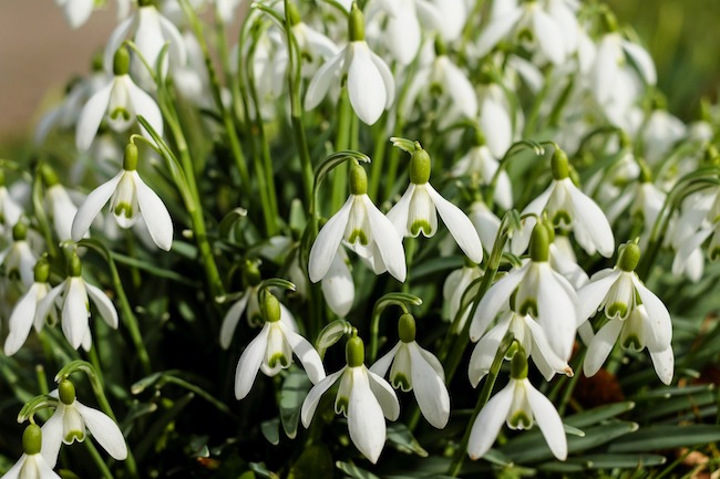 A Beginner S Guide To Winter Flowering Plants Urban Clarity Taking Their Name From Tiny White Flowers That Hang Down These Little Plants Lie Dormant During The Summer But Come Alive In Winter Months