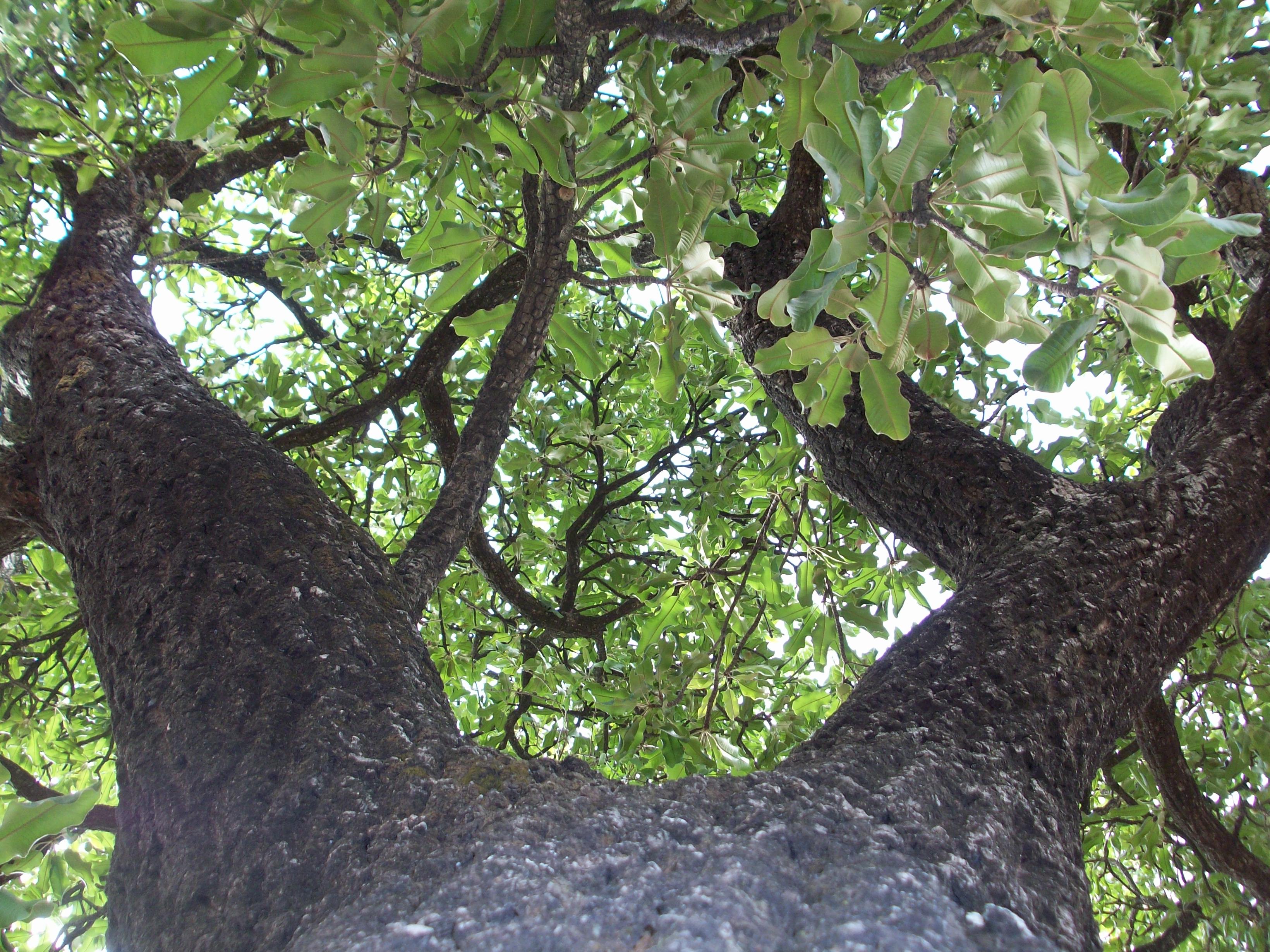 Arbre de karité Urban Massage