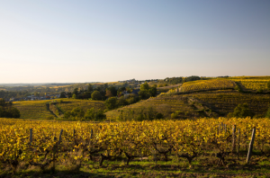 Adopter des vignes… ou offrir une bonne bouteille !