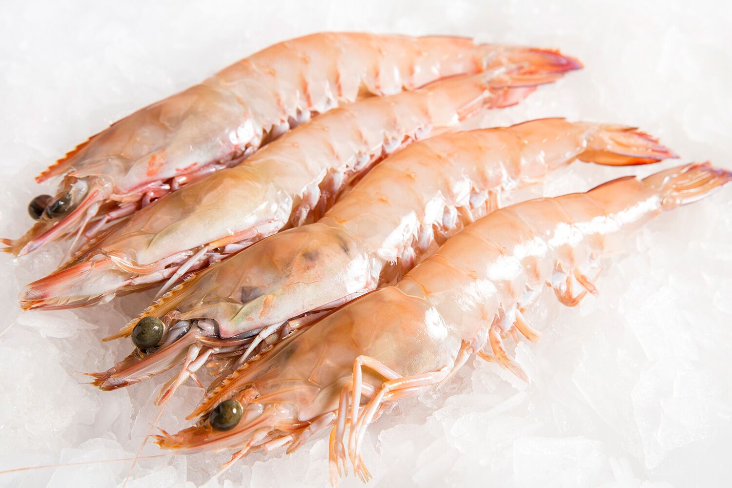 Sustainable Wild Caught Ocean King Prawns Large U10 Qld Umitochi