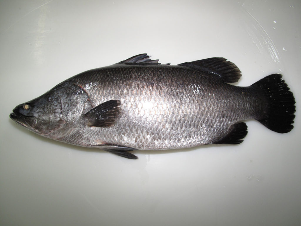 Australian Baby Barramundi Whole Fish Scaled and Cleaned (W.A) UmiTochi