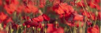 stock-photo-backlit-poppies-in-a-field-184570109.jpg