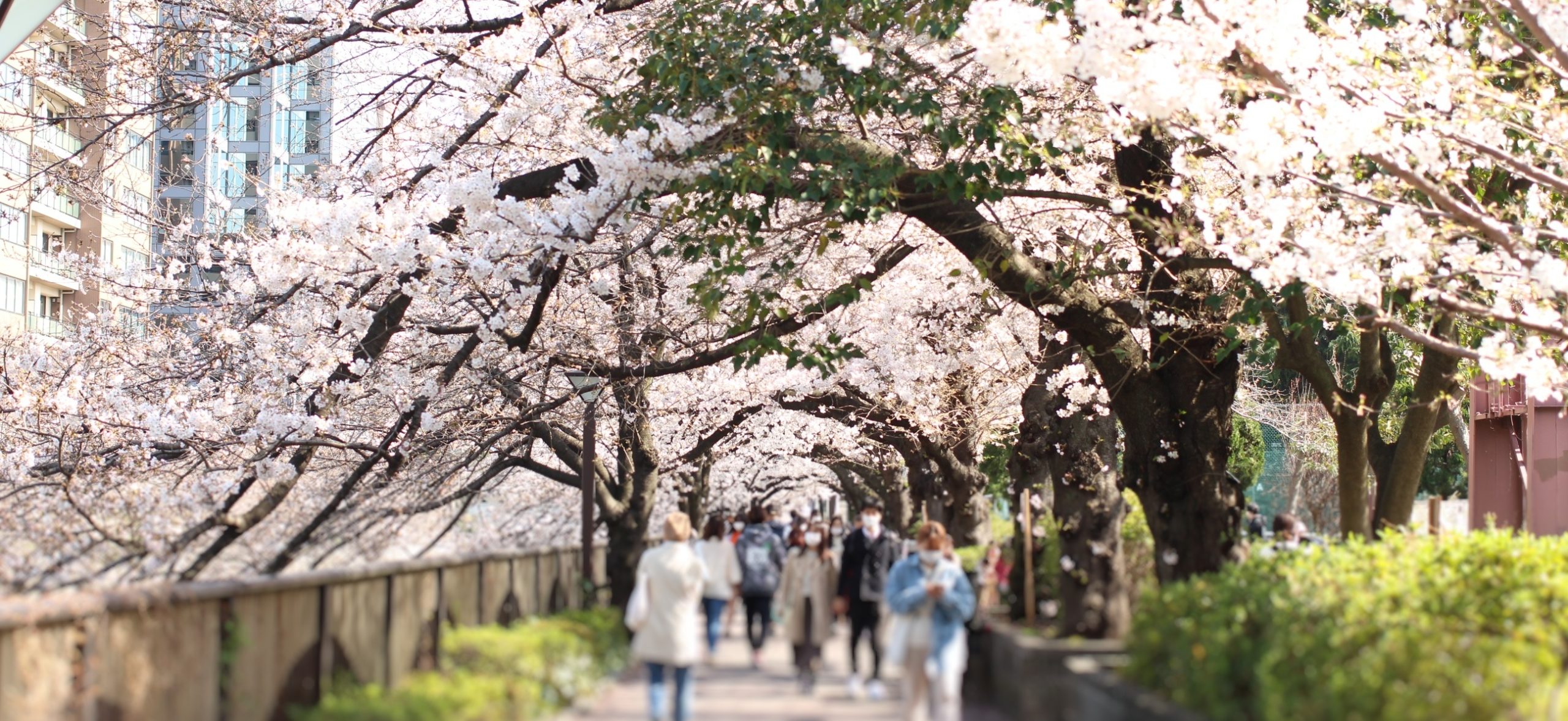 21年 都内の有名お花見スポットの人出は 実際に桜を追いかけてみた 株式会社unerry