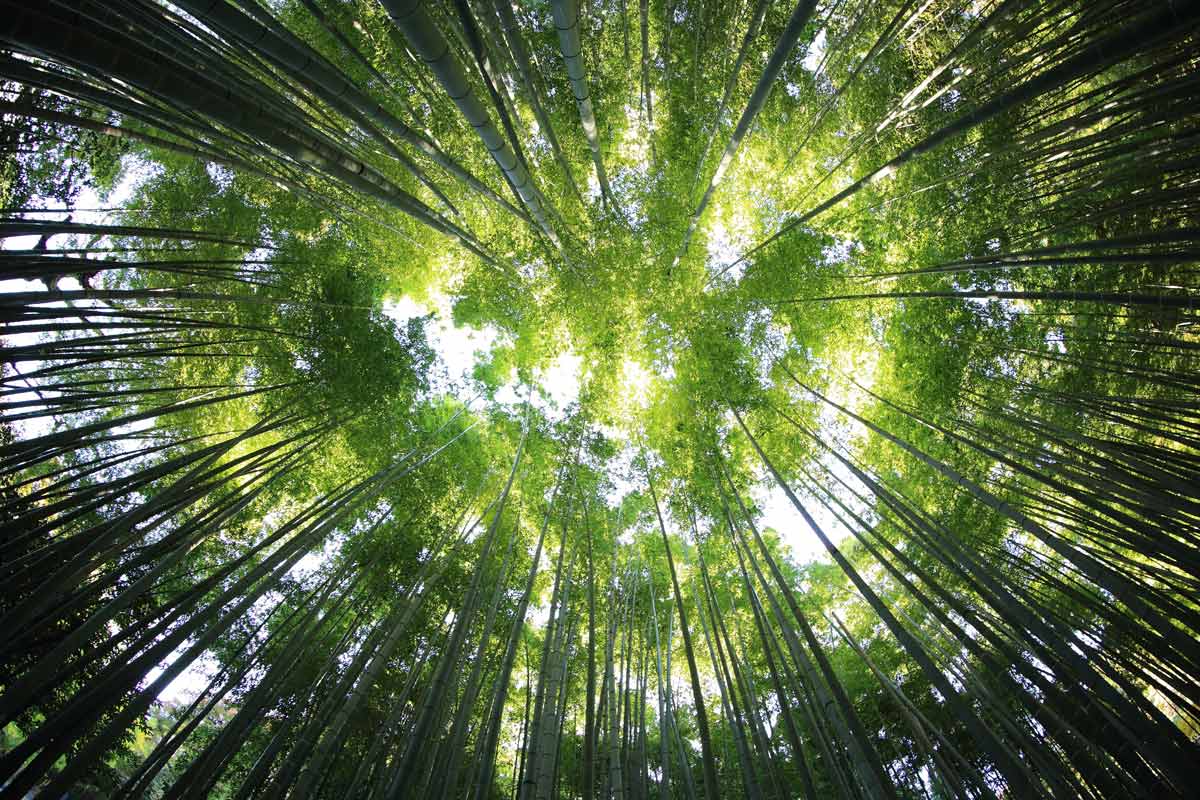 Forest - credit Kazuend A green canopy of trees viewed from the ground, a circle of tree trunks with a light green canopy at their tops with the light shining through