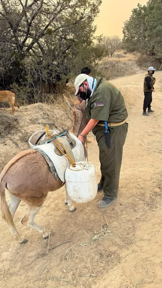 ACTIVAN CARAVANA DE BIENESTAR ANIMAL TRAS INCENDIO EN ATLTZAYANCA