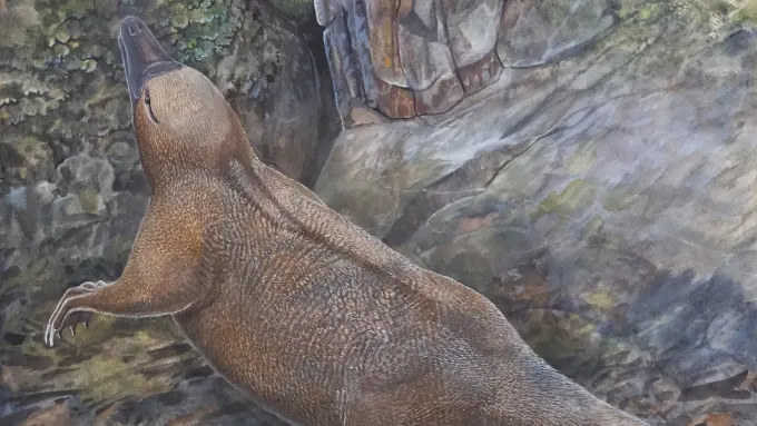 Fósil revela el posible ancestro acuático de los extraños mamíferos que ponen huevos