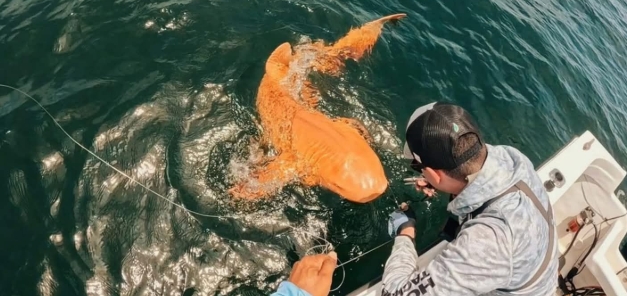 Hallan tiburón nodriza naranja en Costa Rica
