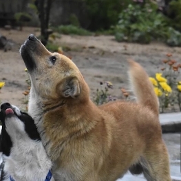 Estudiantes crean chaleco inteligente para perros ciegos
