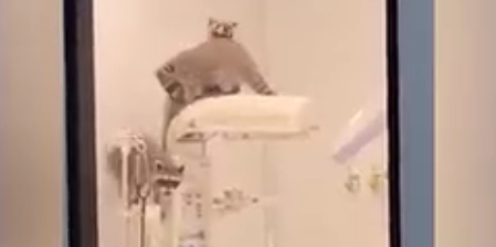 Mapaches ingresan a quirófano del ISSSTE en Acapulco