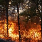 this is an alt image