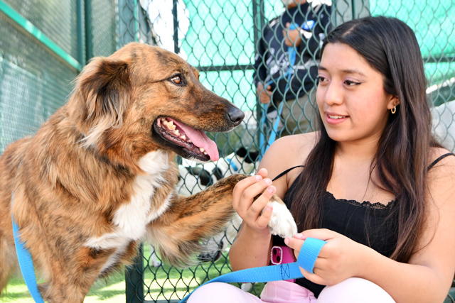 CAETO, un espacio que preserva el bienestar de sus coterapeutas caninos