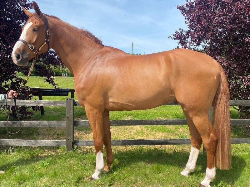 Catching Up With Flash: A Young Horse Result That Shows the Power of Correct Placement case study image