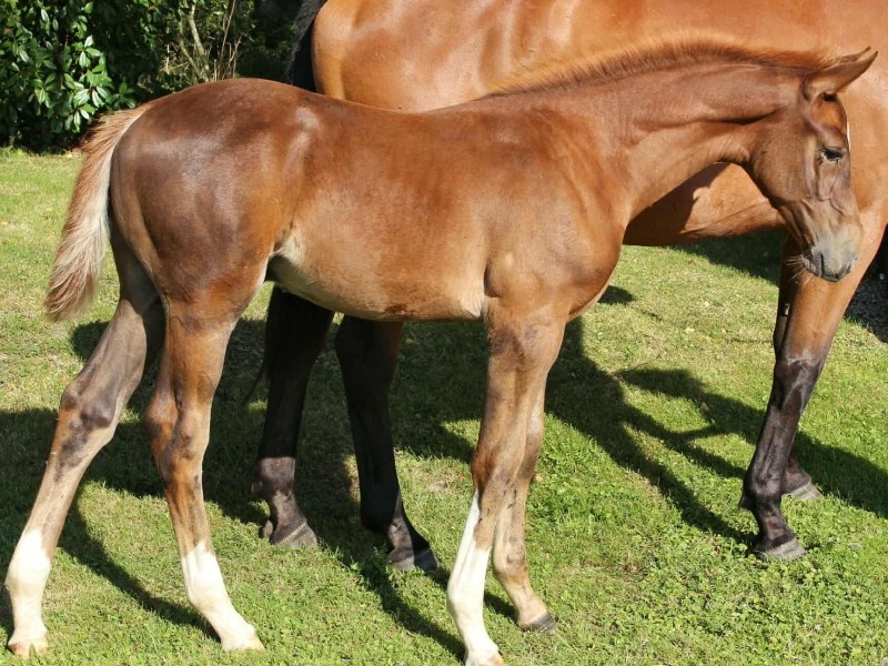 Patmos d'Enez profile photo 