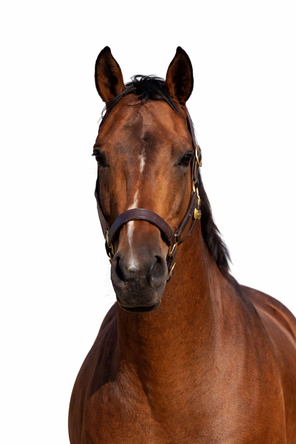 Junior De Fetan Horse thumbnail