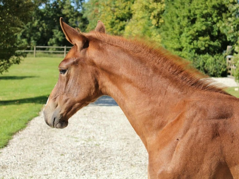 Patmos d'Enez profile photo 