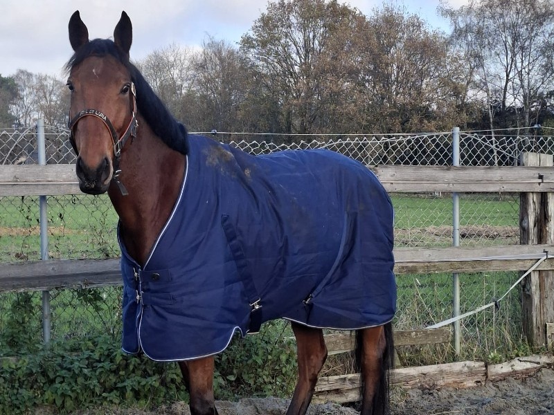 Daiquiri Ldg Z Horse thumbnail