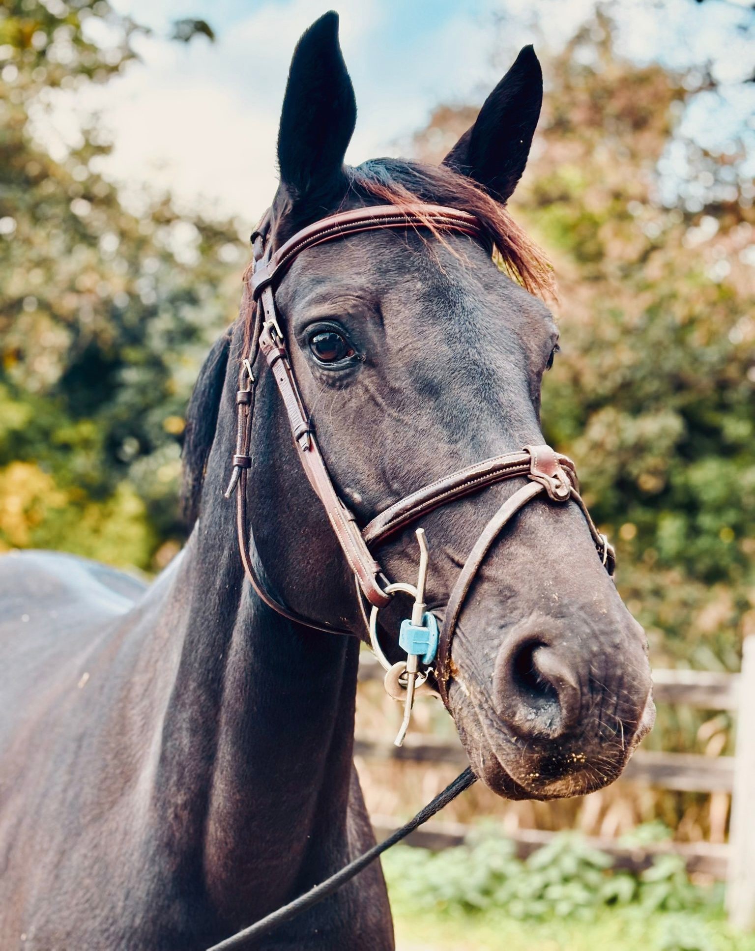 Queen Vd Rode Poelhoeve profile photo