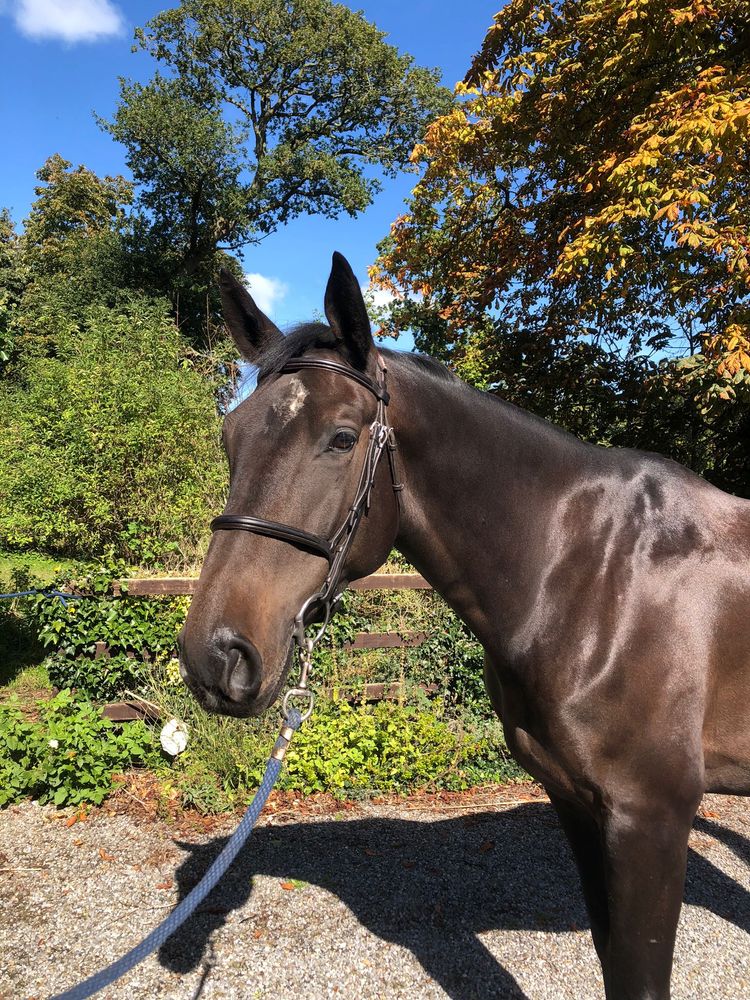 Balou Clover C profile photo 