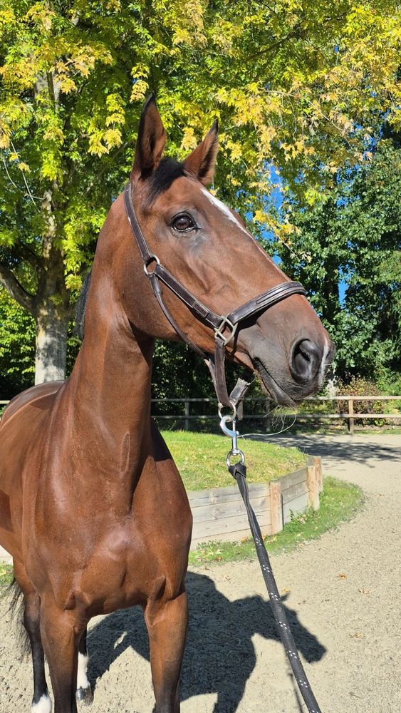 Fabuleuse Des Etangs profile photo