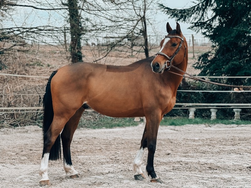 Hagilou L'euro profile photo 