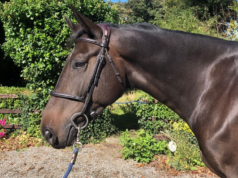 Balou Clover C profile photo 