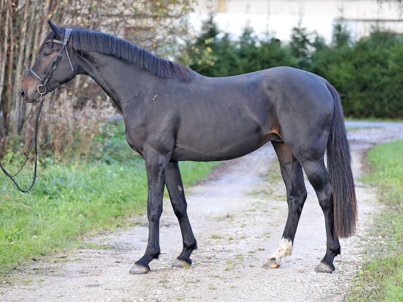 Carabilly Jassi LG profile photo