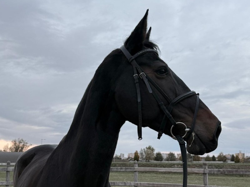 Khianula N-G profile photo 