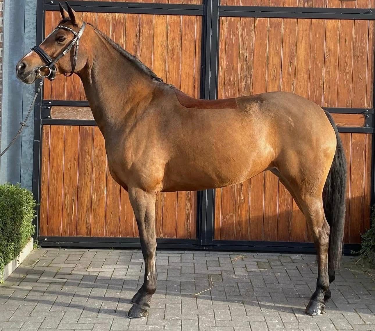 Ocarina Van De Bekerheide profile photo