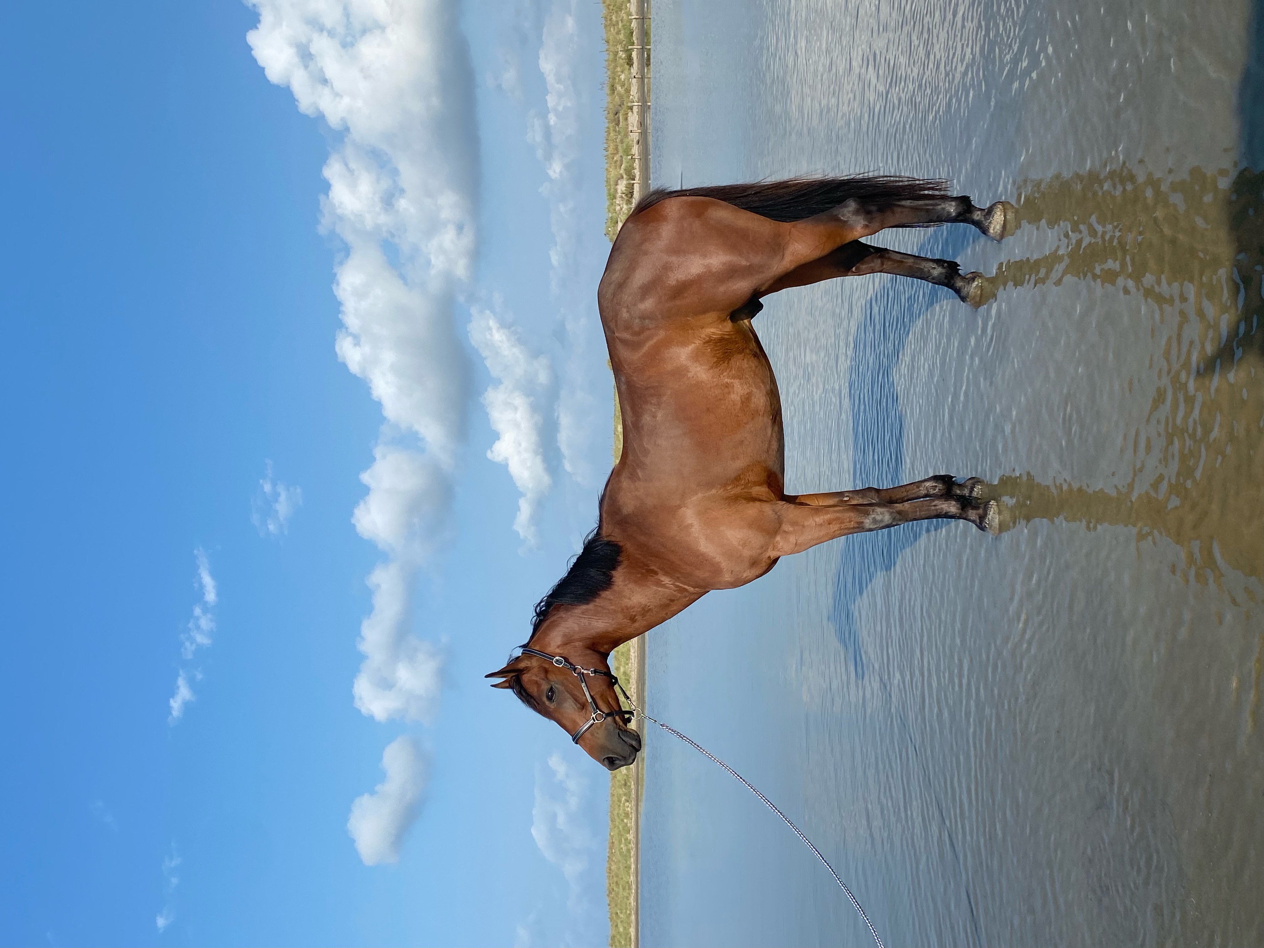 Quickly des Prémices Z profile photo 