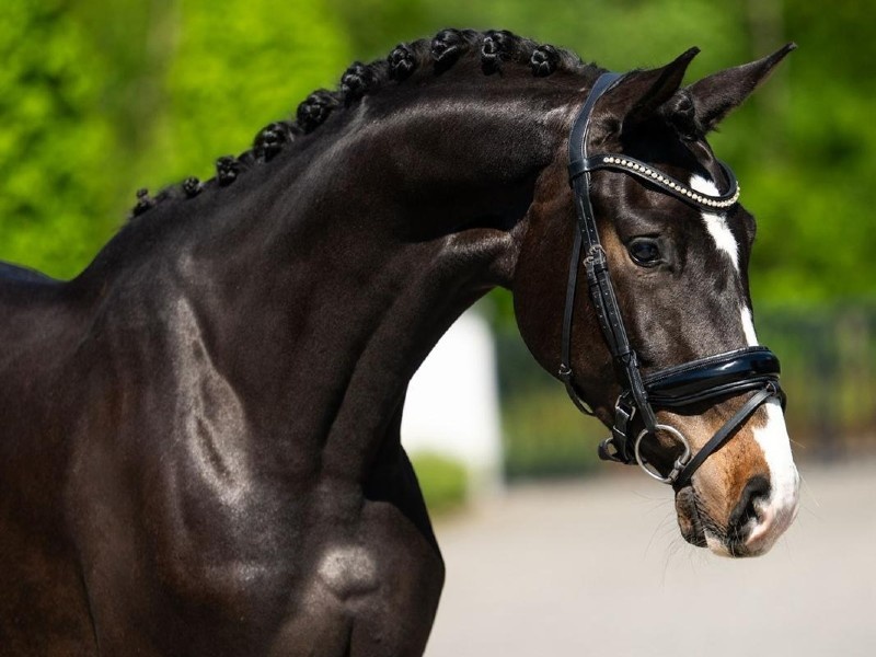 Sunrise profile photo