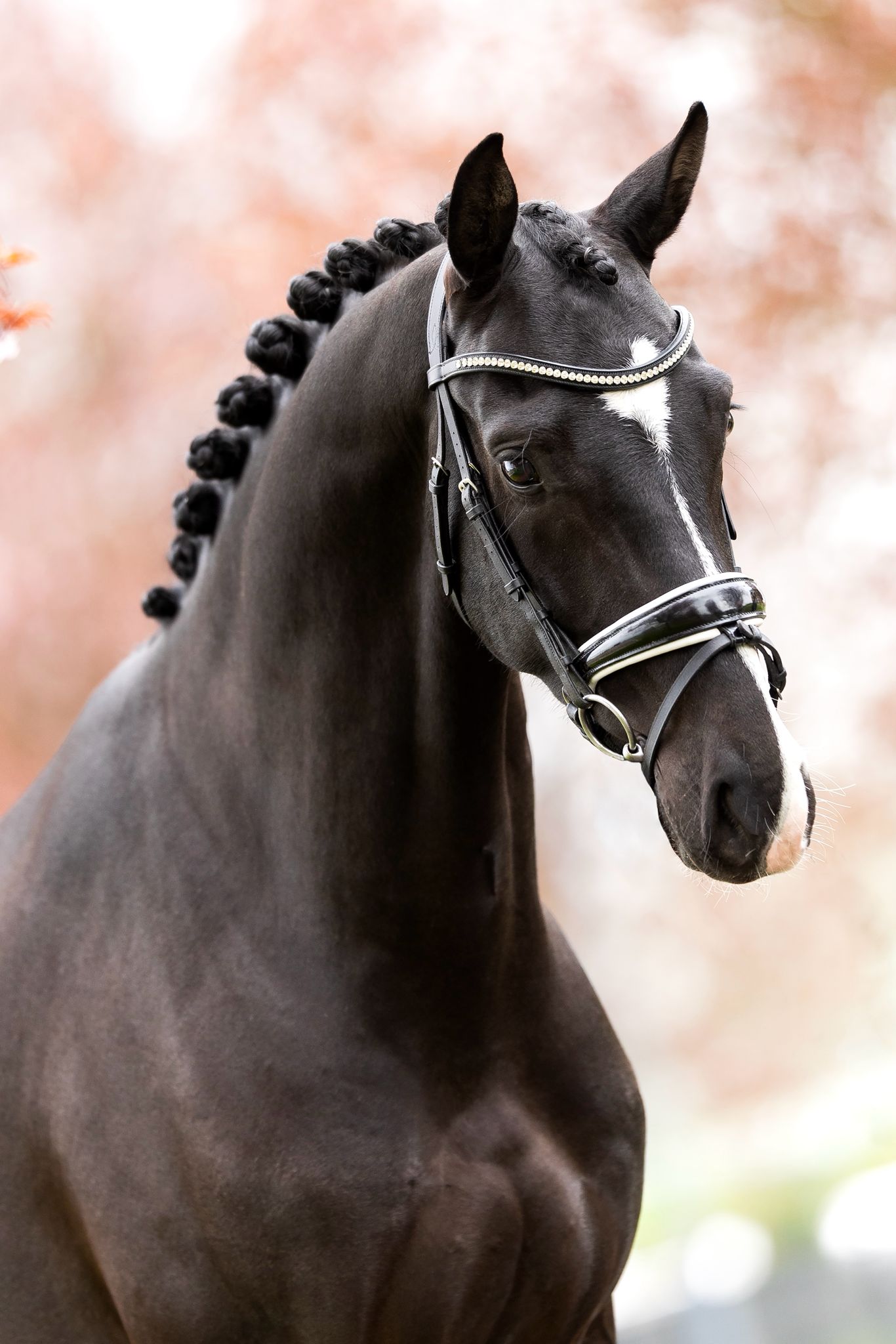 Octaaf profile photo