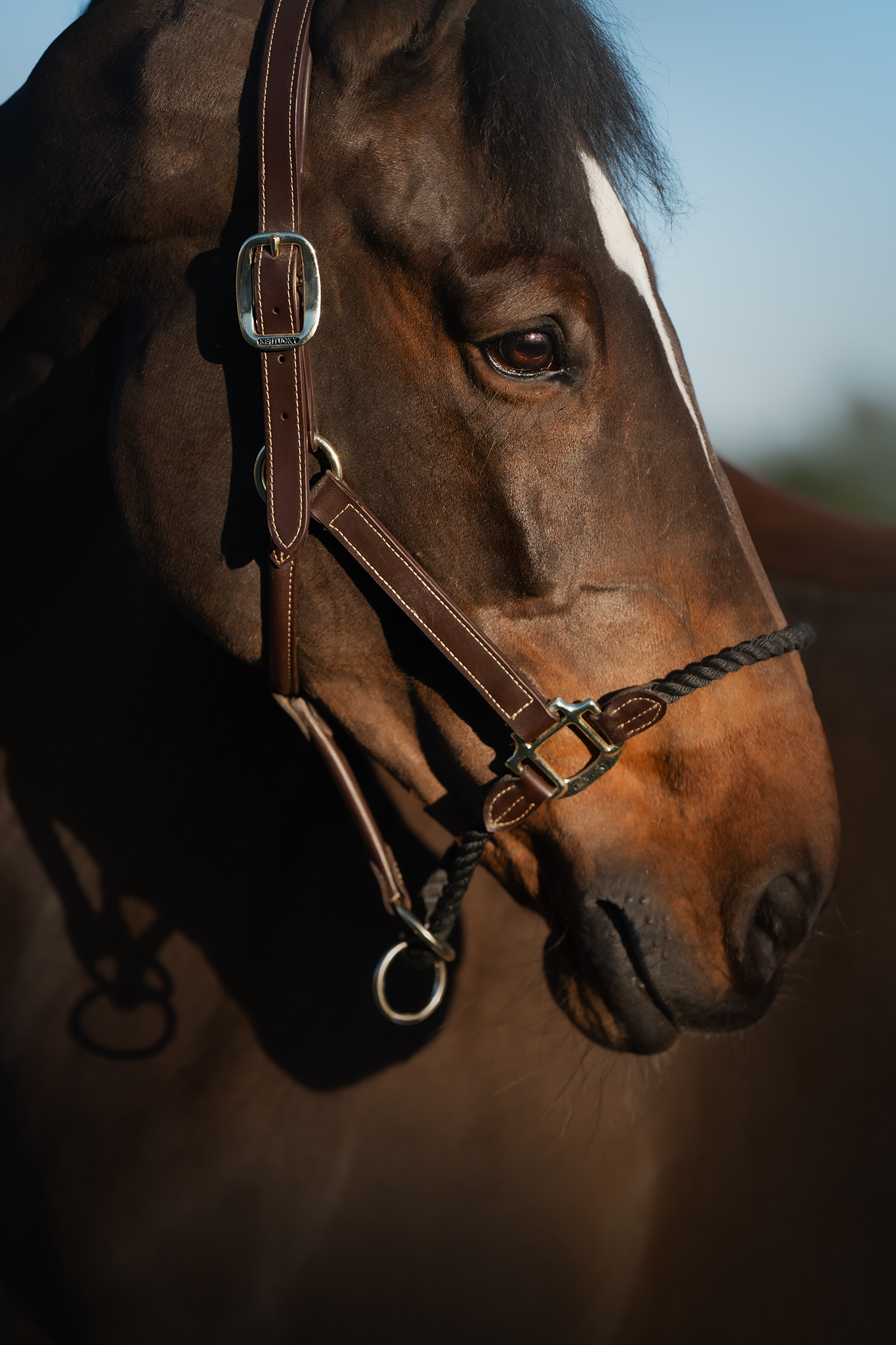 Westfalia L profile photo 