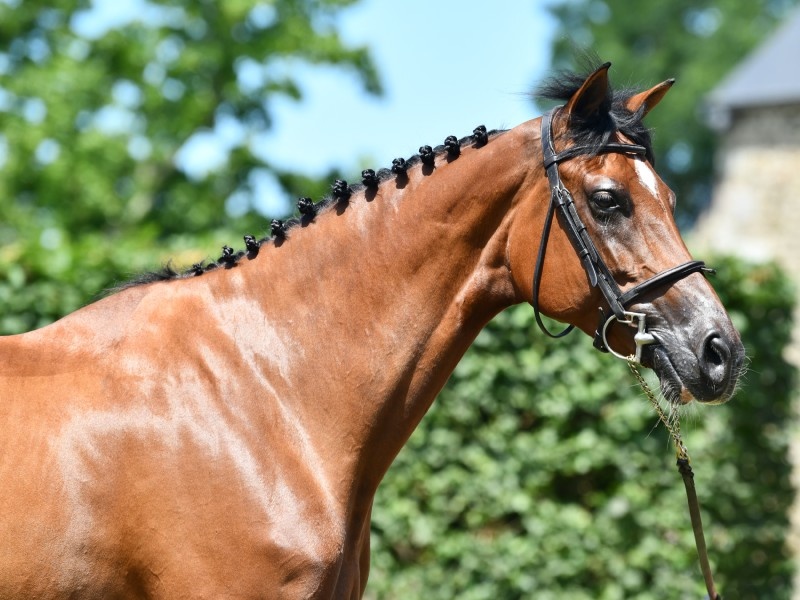 Ireka Fc profile photo 