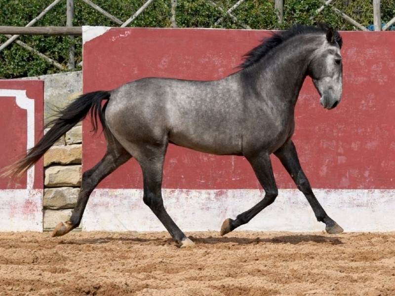 Santana profile photo