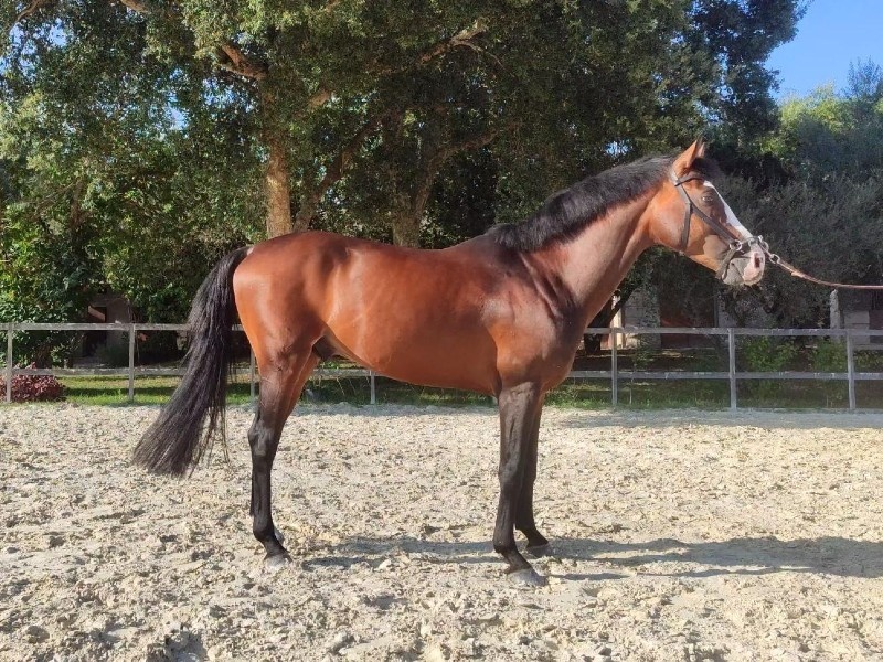 Nisltan H profile photo 