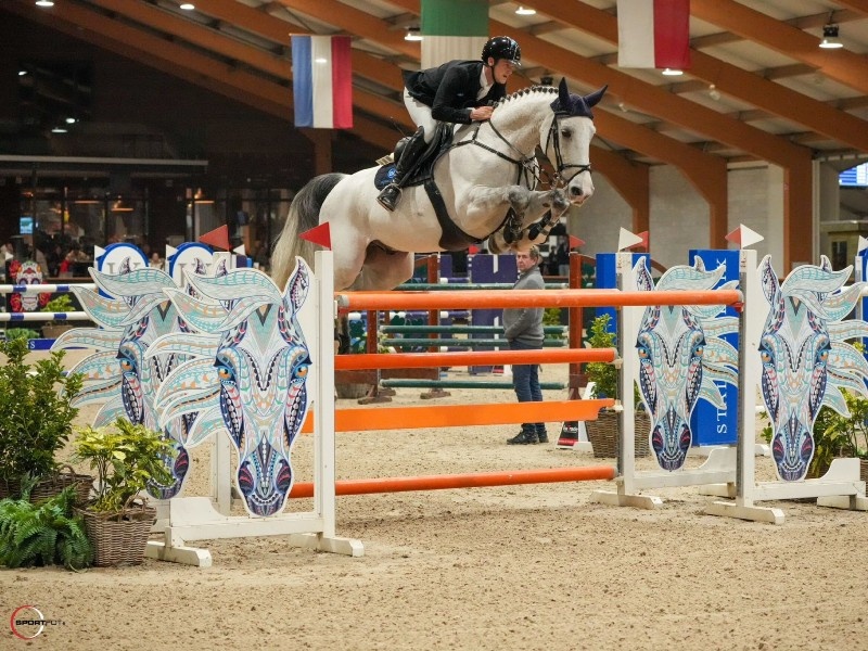 Quino Star Horse thumbnail