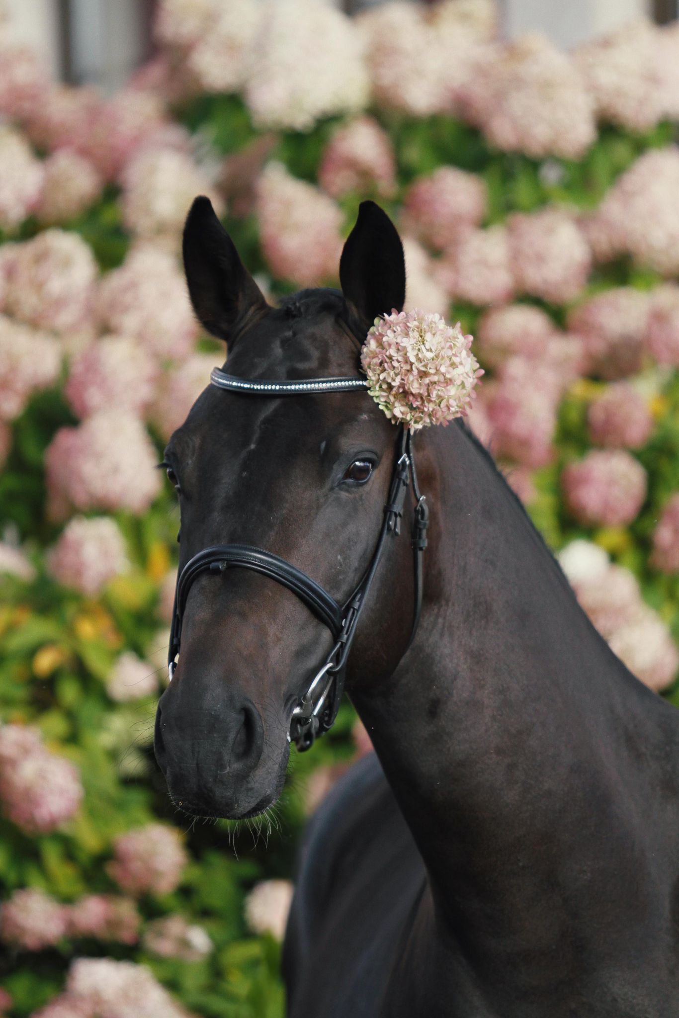 Fidelio profile photo