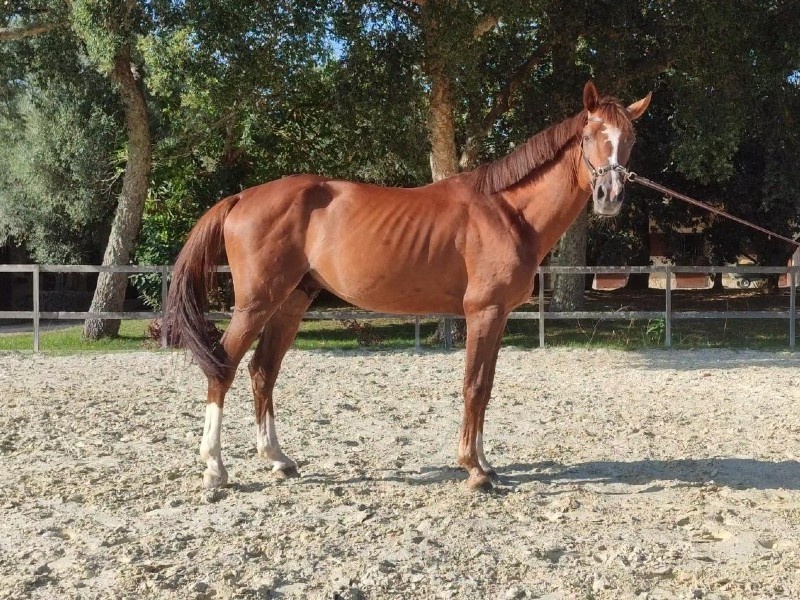 Oshyo H profile photo