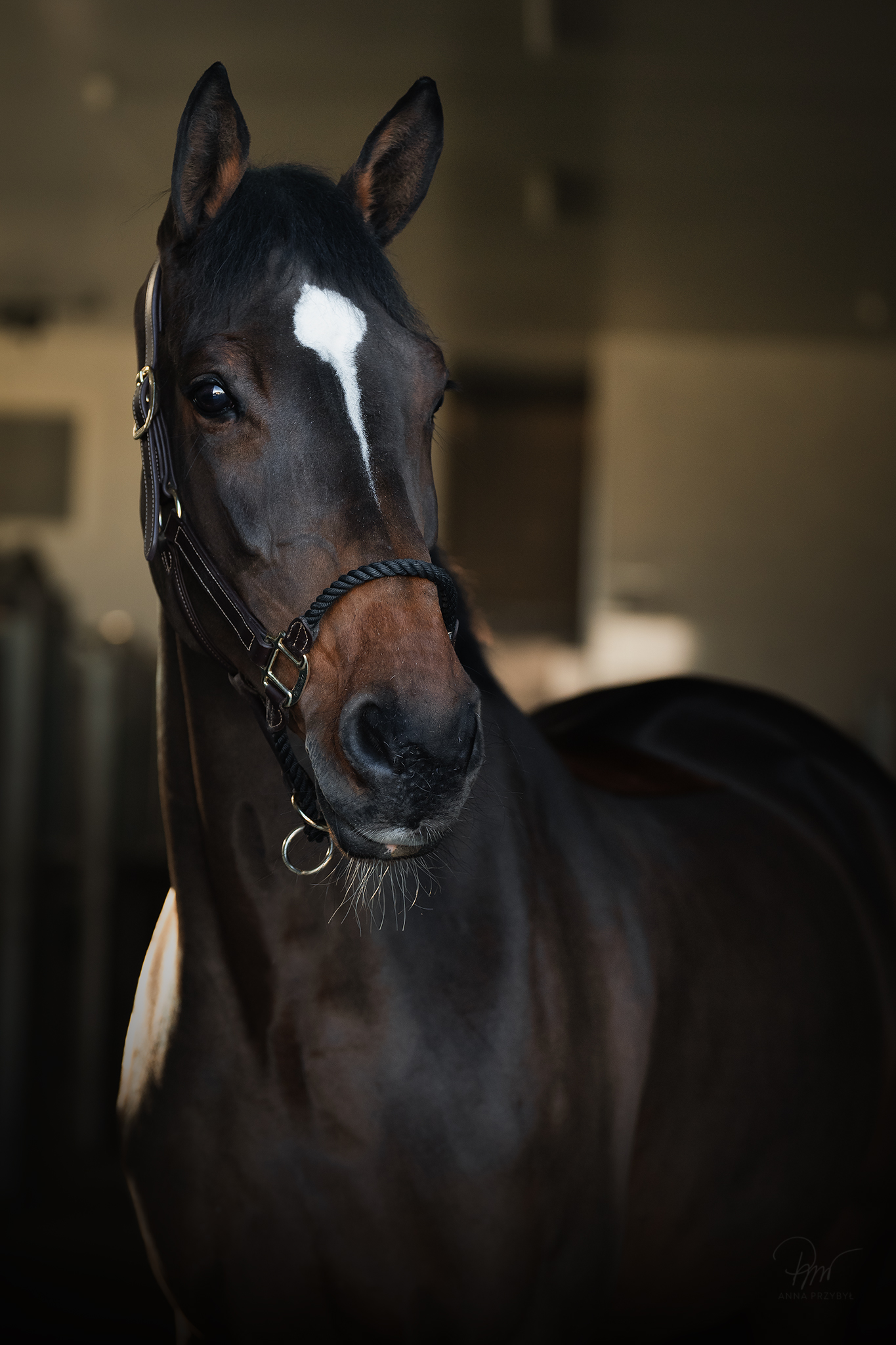 Westfalia L profile photo 