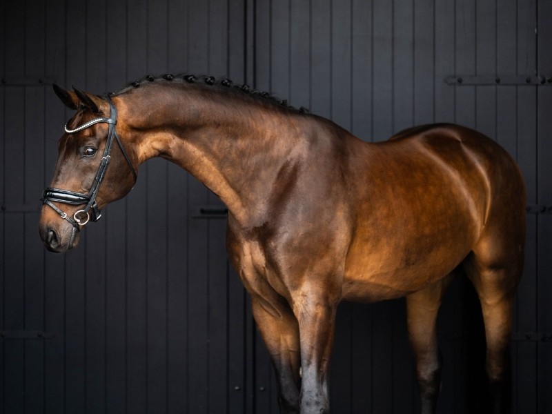 Fiandro profile photo