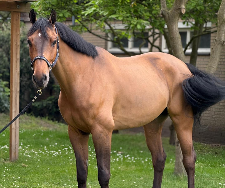 The Purchase and Future Development of Kabardin case study image