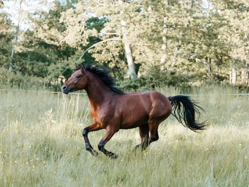 Little Star de Rox profile photo 