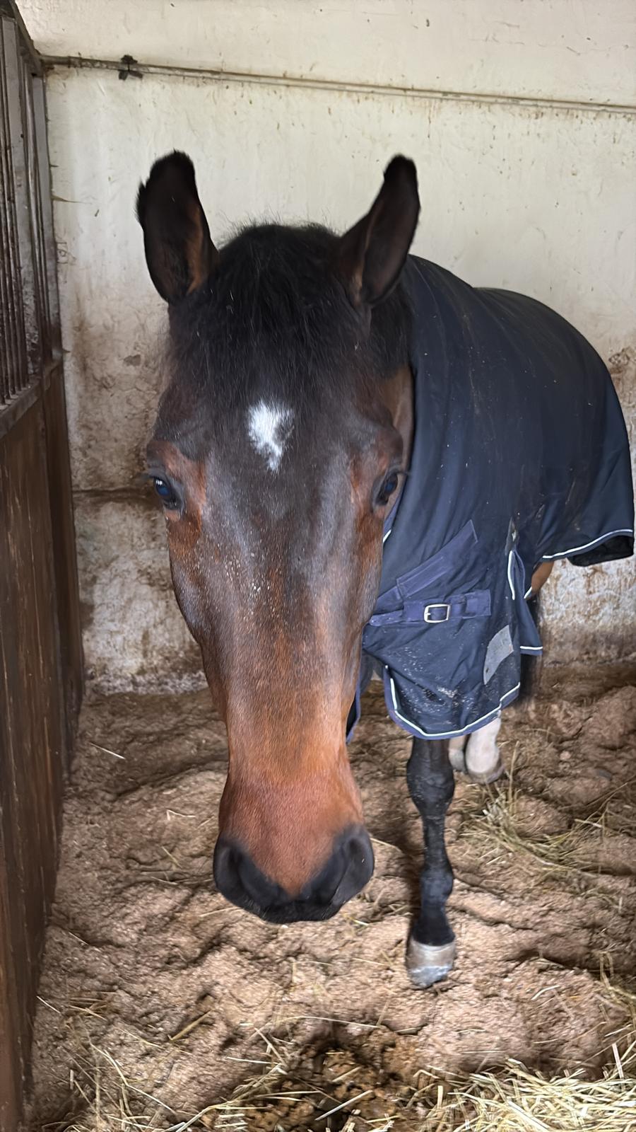 Nothing Else Matters Horse thumbnail