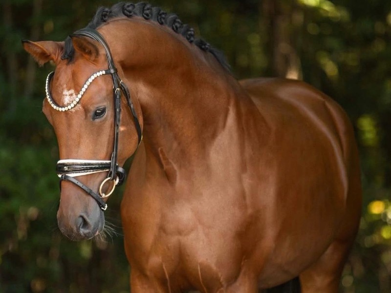 Rhapsody profile photo