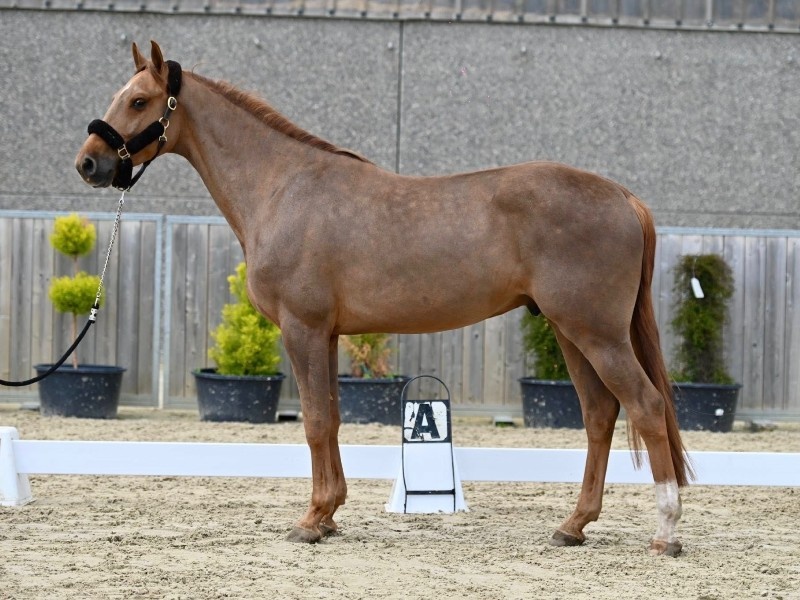 Amaretto Van De Zuuthoeve Z profile photo